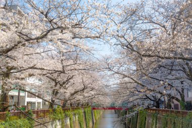 Japonya 'da kiraz çiçekleri, Tokyo