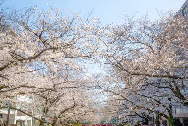 İlkbaharda kiraz çiçeği