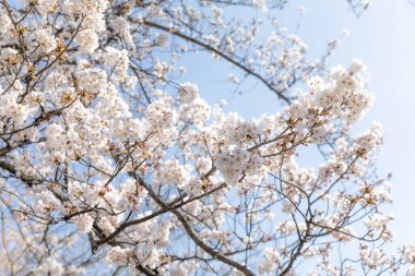 İlkbaharda kiraz çiçeği