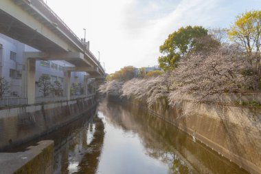 Kiraz çiçeği, sakura parkta.