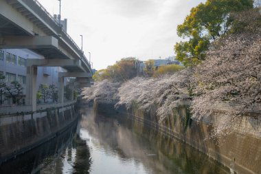 Japonya 'da kiraz çiçekleri, Tokyo