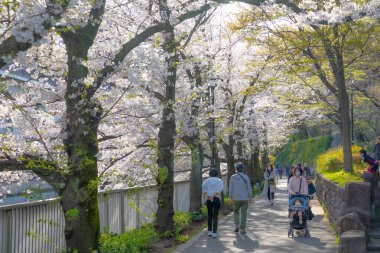 Japonya 'da kiraz çiçekleri, Tokyo