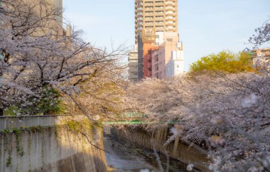 Japonya 'da kiraz çiçekleri, Tokyo