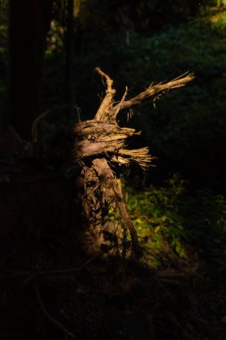 Ormandaki ağaç kütüğünün yakın plan çekimi.