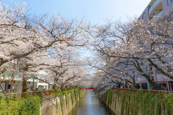 Japonya 'da kiraz çiçekleri, Tokyo