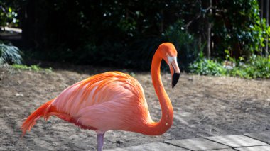 Parkta pembe flamingo