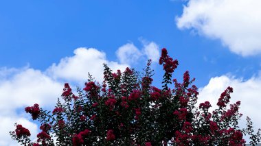 Bahçedeki güzel çiçekler