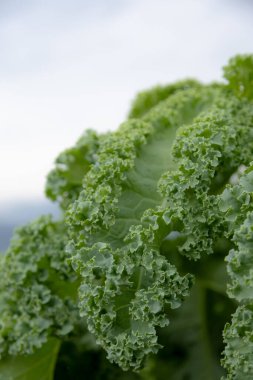 Bahçede taze lahana yaprakları