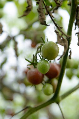 Bahçede yeşil yapraklar