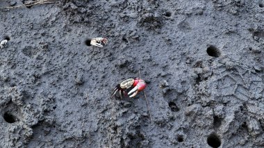 siyah - beyaz kum ve bir sürü karınca.