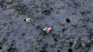 Beyaz ve siyah toprağın yakın çekim görüntüsü.