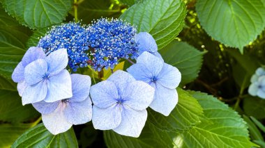 Güzel ortanca macrophylla çiçeği