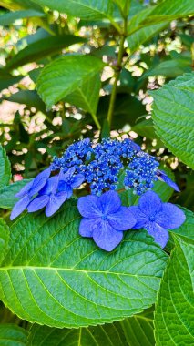 Bahçedeki mavi ortanca çiçekleri