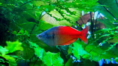 Akvaryumdaki tropikal balıklar