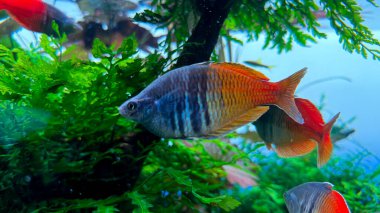 Akvaryumda kırmızı balık