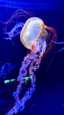 Akvaryumdaki Denizanası