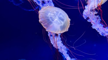 Akvaryumdaki güzel denizanası