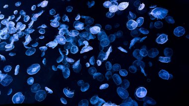 jellyfish underwater, sea life