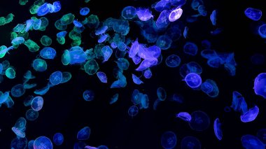 Akvaryumdaki renkli denizanası