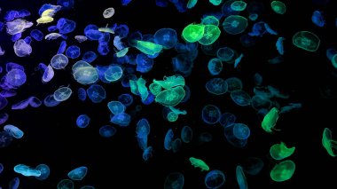 Denizde renkli denizanaları