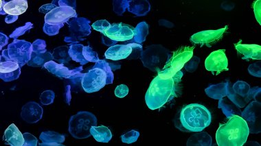 Bokeh ışıkları ile soyut renkli arkaplan