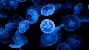 Akvaryumdaki denizanası.