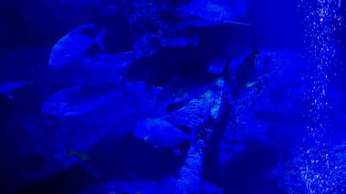 Akvaryumda renkli balıklar var.