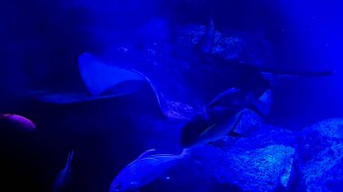 Güzel bir tropikal denizin sualtı fotoğrafı.