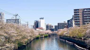 Japonya 'da kiraz çiçekleri, Tokyo