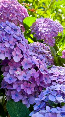 Bahçedeki güzel çiçekler