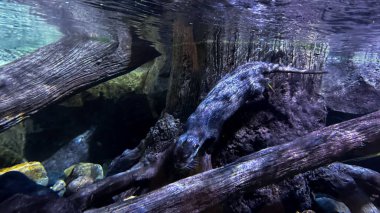 Akvaryumdaki güzel tropikal balığın sualtı fotoğrafı.