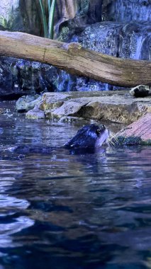 Su kaplumbağası suda.