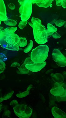 Akvaryumdaki denizanasının renkli arkaplanı