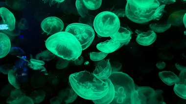 Akvaryumdaki su altı denizanası