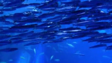 Akvaryumdaki mavi balık