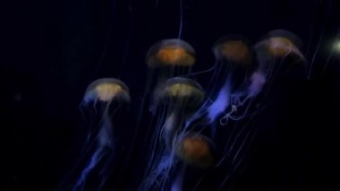 Akvaryumdaki denizanası