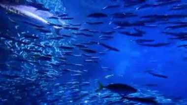 Okyanustaki güzel tropikal balıkların sualtı manzarası