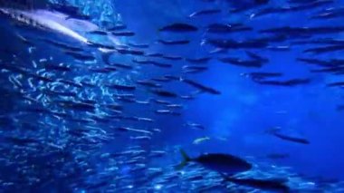 Balık yosunlarının güzel sualtı dünyası