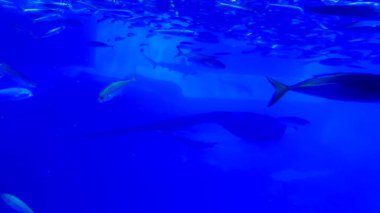 Akvaryumdaki balıklar