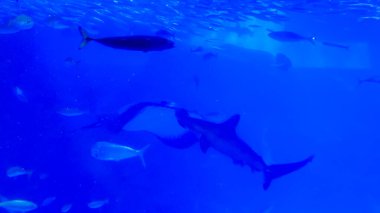 Kırmızı balıklı güzel mavi köpekbalığı