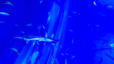 Akvaryum balığı. deniz yaşamı.