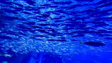 Balıkların sualtı sahnesi