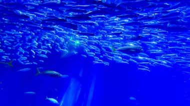 Akvaryumdaki balıklar. mavi balık