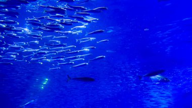 Güzel bir balık ve balıkla sualtı sahnesi