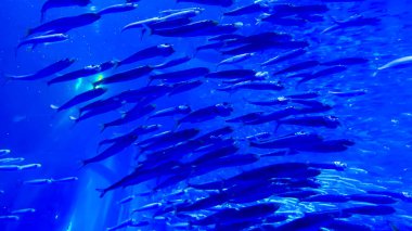 Renkli balıkların güzel sualtı manzarası