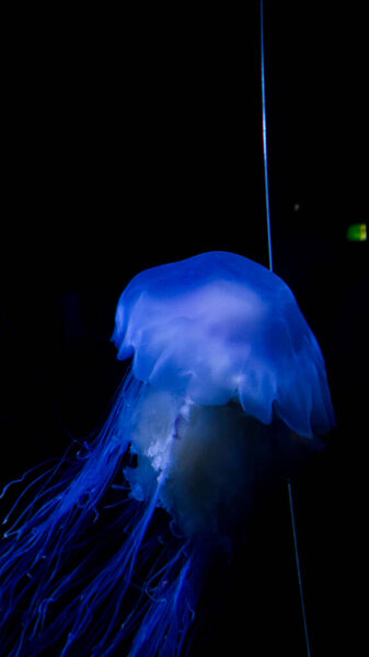close up of a jellyfish