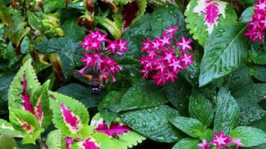 Bahçedeki güzel çiçekler