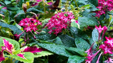 Bahçedeki güzel çiçekler