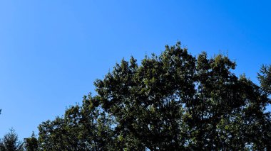 Sabahları çam ormanı. doğa ve çevre