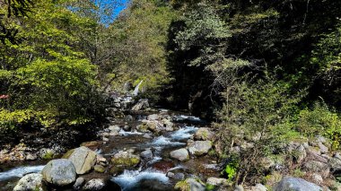 Arkasında yeşil orman olan güzel bir şelale.
